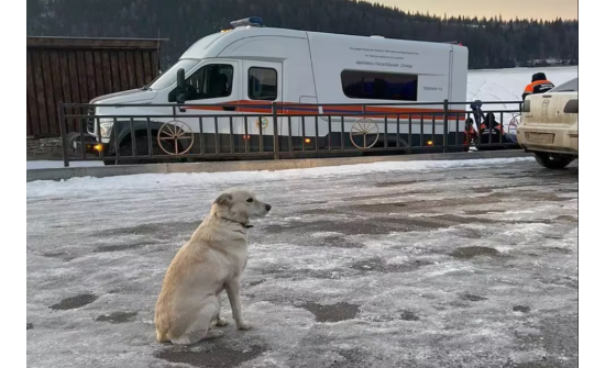 ОХУ: Голын усанд осолдсон эзнээ нохой нь дөрвөн хоног хүлээжээ