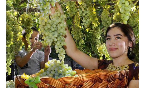 Усан үзмийн өлгий Узбекистанд Монгол улс ЭСЯ-аа нээнэ