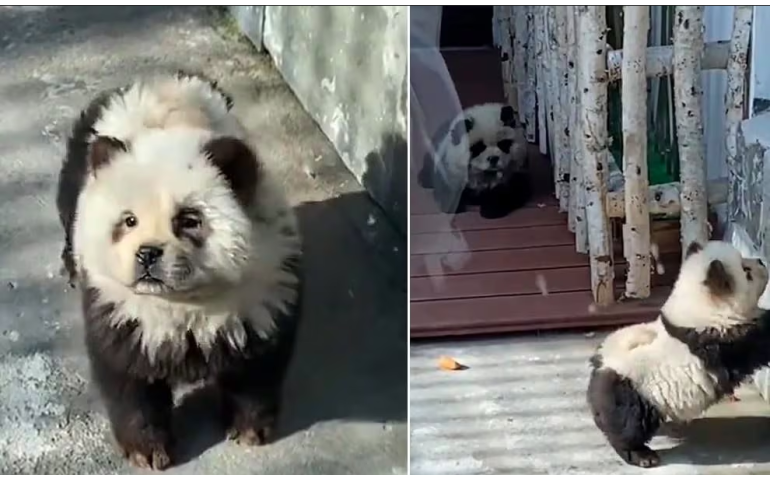 Хятадын амьтны хүрээлэнд шинээр бий болсон “панда нохой” гэгч ямар амьтан бэ?